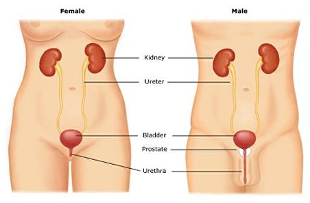 the urinary system